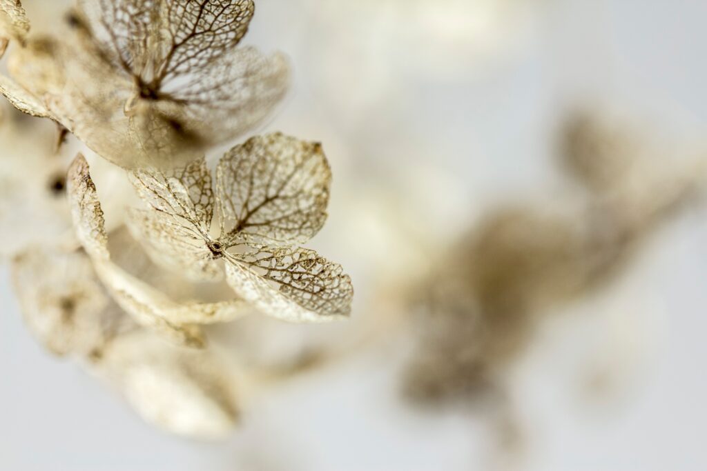 adelinazw hydrangea 7271492 adelinazw hydrangea 7271492